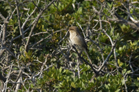 Vai, Lassithi, Crete, Greece, 2017-71D-5563, Female Red-backed Shrike 